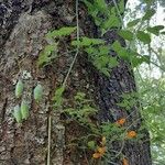 Eccremocarpus scaber Habit