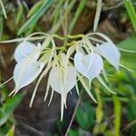 Brassavola nodosa Flower