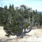 Pinus aristata आदत