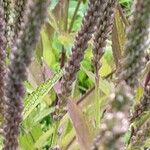 Verbena hastata Owoc