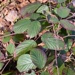 Rubus vestitus Blatt