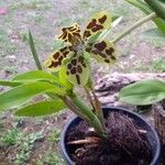 Grammatophyllum speciosum Žiedas