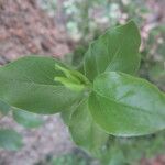 Dovyalis caffra Blatt