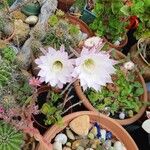 Echinopsis oxygona Квітка