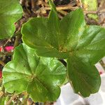 Begonia hirtella 叶
