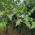 Solanum wrightii Kvet