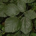 Rubus albiflorus Blatt