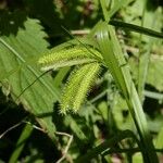 Carex pseudocyperus Fruit