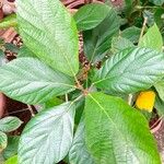 Ficus sur Blad