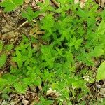 Galium circaezans Leaf