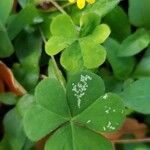 Oxalis corniculata Levél