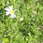 Felicia fruticosa Flor