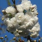 Prunus glandulosa Λουλούδι