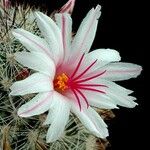 Cochemiea albicans Flower