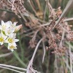 Nothoscordum gracile 花