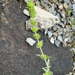 Sideritis syriaca Celota