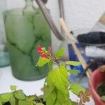 Salvia microphylla Φύλλο