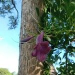 Jacaranda obovataFlower