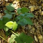 Rubus pruinosusLeaf