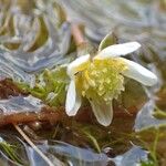 Ranunculus trichophyllus Агульны выгляд