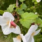 Rubus deliciosus Blodyn