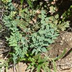 Hemionitis calomelanos Vivejo