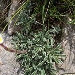 Saxifraga crustata 叶