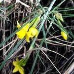 Narcissus assoanus Flower