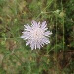 Knautia integrifolia Flower