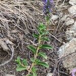 Veronica allionii Feuille