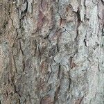 Pinus resinosa Bark