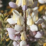 Lupinus malacophyllus Flower