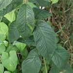 Lysimachia vulgaris Feuille