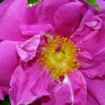 Rosa blanda Λουλούδι