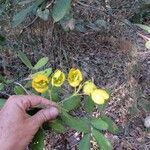 Senna rugosa Flower