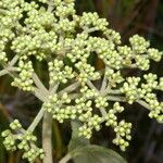 Viburnum stellatotomentosum Leaf