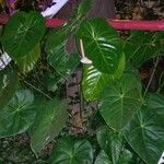 Anthurium nymphaeifolium List