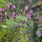 Lavandula pedunculata Flor