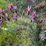 Lavandula pedunculata Blüte