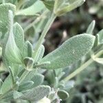 Salvia chamaedryoides Hoja
