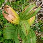 Veratrum album Leaf