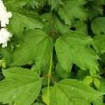 Viburnum sargentii Leaf