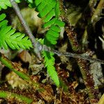 Dryopteris filix-mas Bark