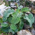 Brassica cretica Leaf