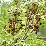 Fraxinus angustifolia Habitus