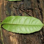 Strychnos aculeata Hoja