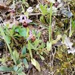 Ophrys holosericea Flower