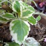 Plectranthus madagascariensis 叶