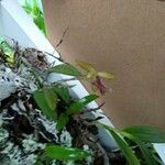 Bulbophyllum samoanum Kvet