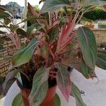 Aglaonema commutatum Foglia